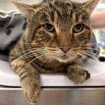 Thumbnail photo of Gaspard #1