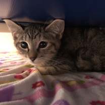 Thumbnail photo of Aria #1