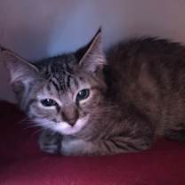 Thumbnail photo of Alexa #1