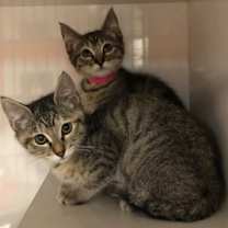 Thumbnail photo of Aria #2