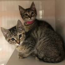 Thumbnail photo of Alexa #3