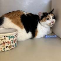 Thumbnail photo of Nala #2