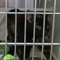 Thumbnail photo of Sushi Showdown #2