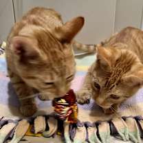 Thumbnail photo of Sunny D #2