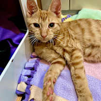 Thumbnail photo of Orange Crush #1