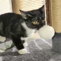 Thumbnail photo of Rydia #3