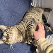 Thumbnail photo of Minion #2