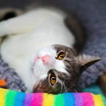 Thumbnail photo of Misty #1