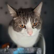 Thumbnail photo of Misty #4