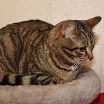 Thumbnail photo of Maisy #4