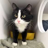 Thumbnail photo of Miss Molly #3