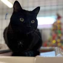 Thumbnail photo of Yami #1