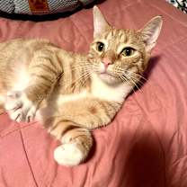 Thumbnail photo of Iggi (bonded with Otto) #1