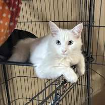 Thumbnail photo of Cardamom NN #3