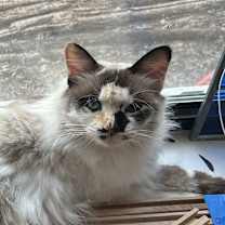 Thumbnail photo of Roadie NN #3