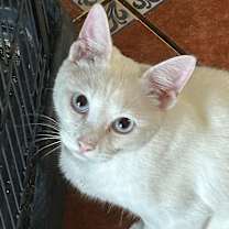 Thumbnail photo of Nilla NN #1