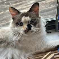 Thumbnail photo of Roadie NN #4