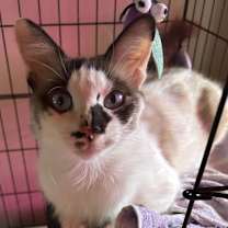 Thumbnail photo of Roadie NN #2