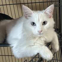 Thumbnail photo of Cardamom NN #1