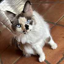 Thumbnail photo of Roadie NN #1