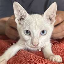 Thumbnail photo of Nilla NN #2