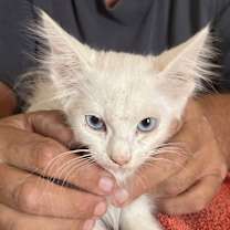 Thumbnail photo of Cardamom NN #2