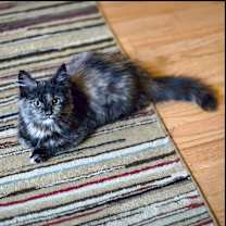 Thumbnail photo of Zoey #1