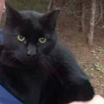 Thumbnail photo of Casper (25-4899) #1