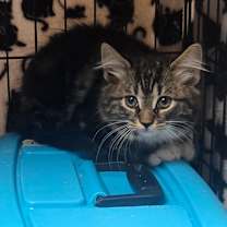 Thumbnail photo of Tucker #4