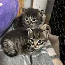 Thumbnail photo of Oogie Boogie #2