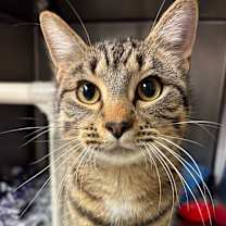 Thumbnail photo of Button #1