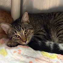 Thumbnail photo of Button #2