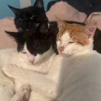 Thumbnail photo of Pirate #3