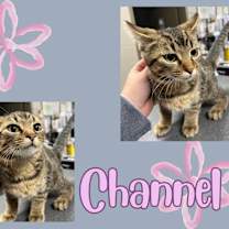 Thumbnail photo of Channel #1