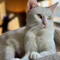 Thumbnail photo of Opal #3