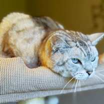 Thumbnail photo of Koosh McFlourish #3