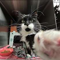 Thumbnail photo of Sisu #3