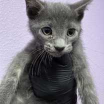 Thumbnail photo of 59995246 #1