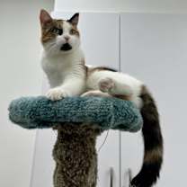 Thumbnail photo of Annie #4