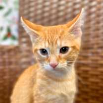 Thumbnail photo of Stew #1