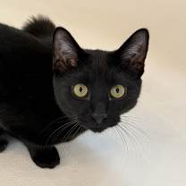 Thumbnail photo of Luna #2