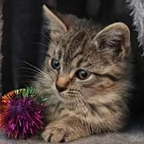 Thumbnail photo of Lisa #1