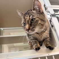 Thumbnail photo of Snickerdoodle #1