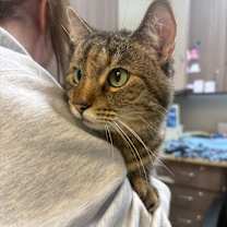 Thumbnail photo of Snickerdoodle #2