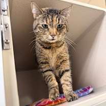 Thumbnail photo of Snickerdoodle #4