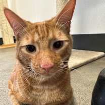 Thumbnail photo of George #2