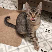 Thumbnail photo of Joey Salmiakki #1