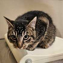 Thumbnail photo of Wybie #2