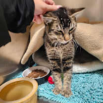 Thumbnail photo of Wybie #3