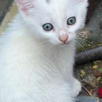 Thumbnail photo of Rose #2